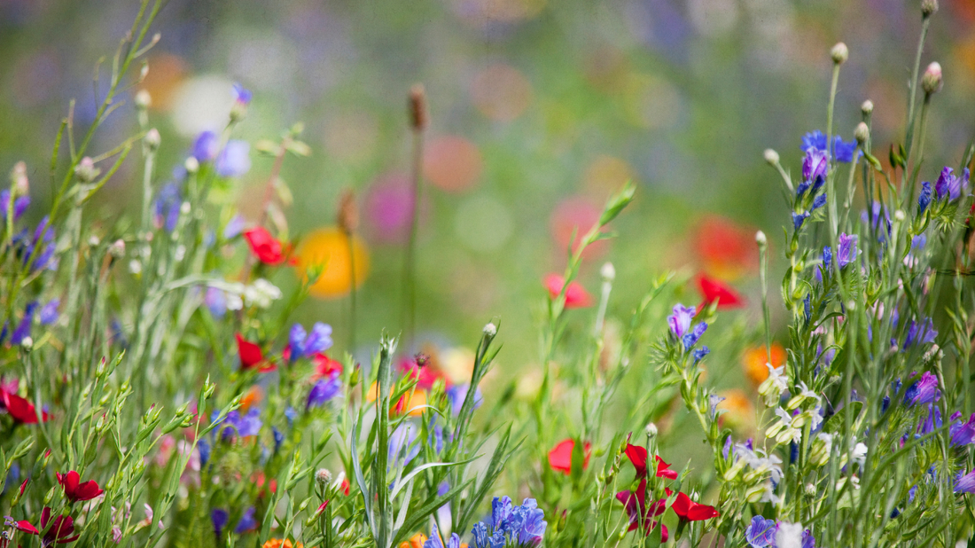 In der Blüte der Schönheit: Unser handgefertigtes Blumenwiese-Kleid